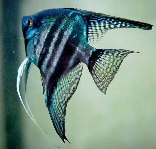 Angelfish for sale Fast Shipping, High Quality, Low Pricing